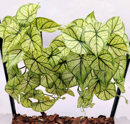 Reptile Plants for Terrarium Decor, Amphibian Habitat Decor, Reptile Tank Accessories, Artificial Hanging Plants with Suction Cup-2 Packs (Green Arrowhead)